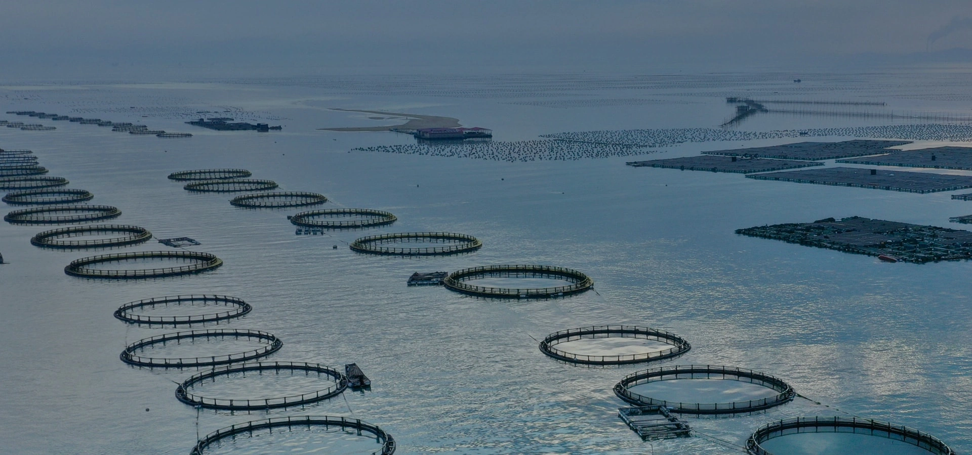 Meitai  Decapsulated artemia cysts